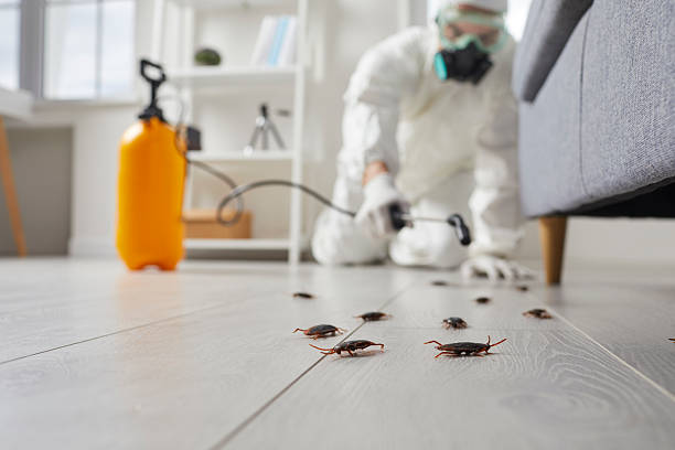 Commercial Kitchen Cockroach Control in North Redington Beach